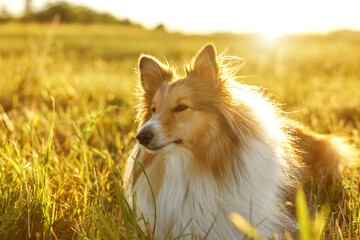 Sheltie - fluffy shetland sheepdog in the field during a golden sunset.