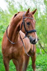 Obraz premium portrait of sportive chestnut horse around fresh green trees