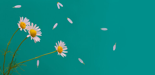 Flowers background with chamomile wildflowers isolated on green for floral design.