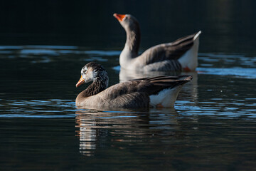 Gansos nadando en los bosques de palermo