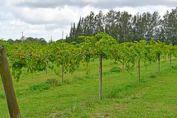 Fototapeta na wymiar Rows of muscadine grapes growing on the vine at wine vineyard