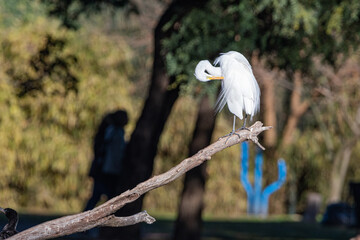 Garza Blanca en los bosques de palermo