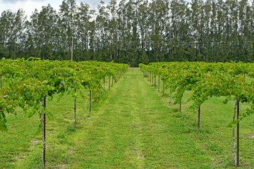 Fototapeta na wymiar Rows of muscadine grapes growing on the vine at wine vineyard