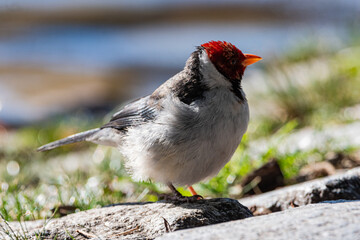 Pajaro cardenal en los lagos de Palermo