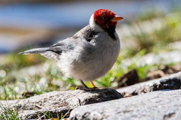 Pajaro cardenal en los lagos de Palermo