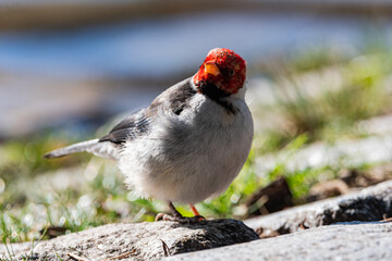 Pajaro cardenal en los lagos de Palermo