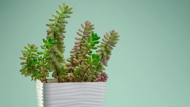Incredible Aeonium cristata Shwarts, succulent in a white square pot spinning on a blue borderless background. Blue cyclorama. Copy space.