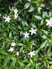 picture of jasmine many flowers
