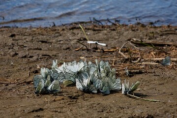 Aporia crataegi is a species of lepidopteran insect in the Pieridae family