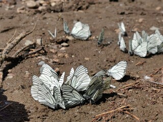 Aporia crataegi is a species of lepidopteran insect in the Pieridae family