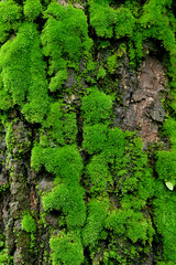 closeup the small green fungus growing on the tree soft focus natural green brown background.