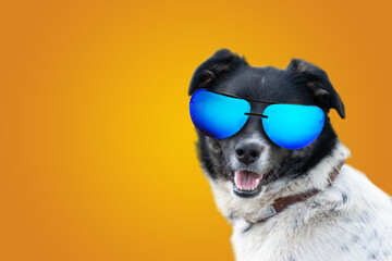 A funny dog dressed sunglasses on the yellow or illuminating background. Summer holidays concept. A mongrel dog sunbathes.