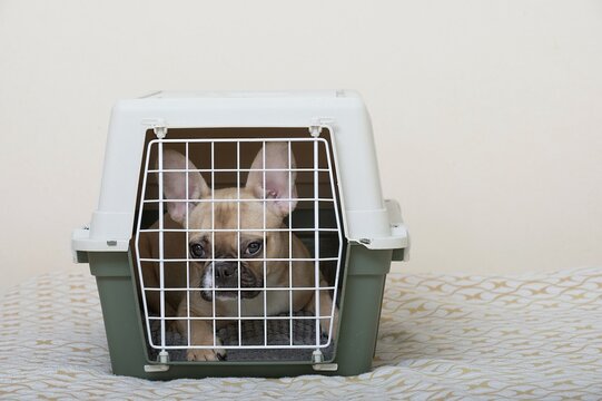 The process of transporting of the dog. A French bulldog with sad muzzle has a rest inside an open large plastic box and looks carefully into the camera. No people travel photo. White background.