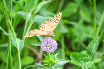 The dark green fritillary butterfly collects nectar on flower. Speyeria aglaja is a species of butterfly in the family Nymphalidae.