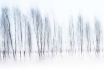 An Abstract Image of a Row of Trees in Snow