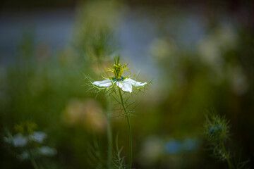 Nigella damascena, love-in-a-mist, or devil in the bush