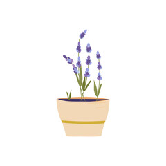 Fototapeta na wymiar Lavender plant in a flower pot. Isolated clip-art on a white background. Decor element, comfort, medicine, relaxation and aromatherapy at home. Simple vector editable doodle illustration