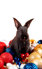Fototapeta na wymiar Black rabbit sits among red, blue and white Christmas balls isolated on white background. Hare is the symbol for 2023 according to the eastern calendar. New Year holiday gift. Colors of country flags