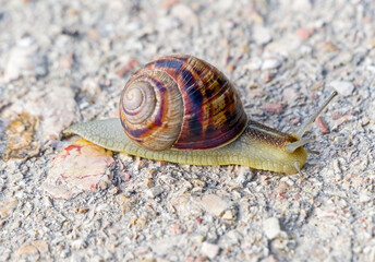 a large beautiful snail