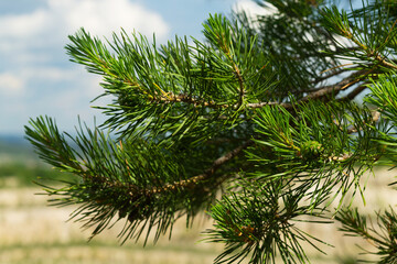 fir tree branch.close-up branch of a green pine on the blue sky as background.