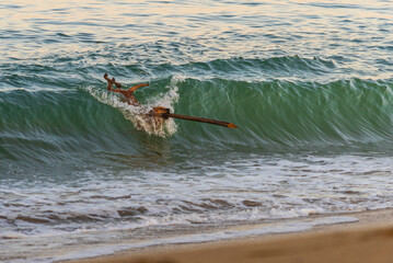 Perro surfeando con un palo en el hocico. 