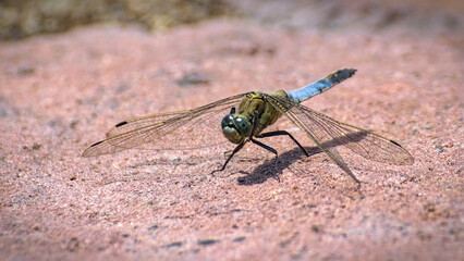 Dragonfly
