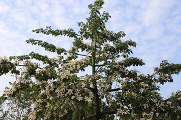 Crown of a tall tree in a city park