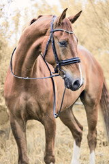 Obraz premium portrait of sportive chestnut horse