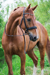Obraz premium portrait of sportive chestnut horse posing around fresh green trees