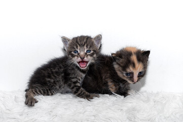 Fototapeta na wymiar Two cute little kitten sits on a soft blanket.