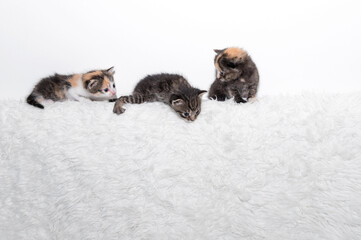 Three cute little kittens are sitting on a soft blanket