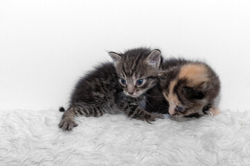 Obraz na płótnie Canvas Two cute little kitten sits on a soft blanket.