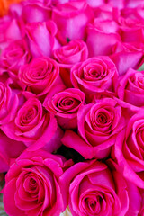 pink roses background