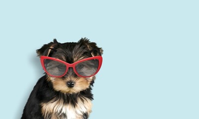 Funny dog celebrating with funny sunglasses