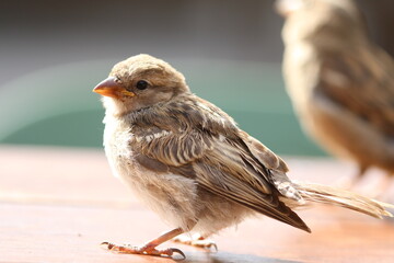 Nahaufnahme Sperling