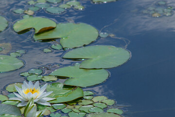 Lotus flower. Magical close-up against the background of water lilies and water