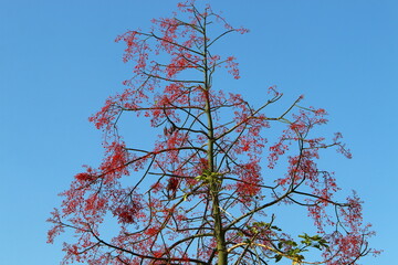 Crown of a tall tree in a city park