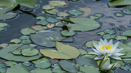 Lotus flower. Magical close-up against the background of water lilies and water