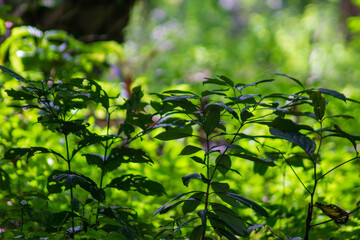 Fototapeta na wymiar Fresh green tree leaves photo, frame. Natural blur background.