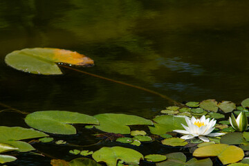 Lotus flower. Magical close-up against the background of water lilies and water