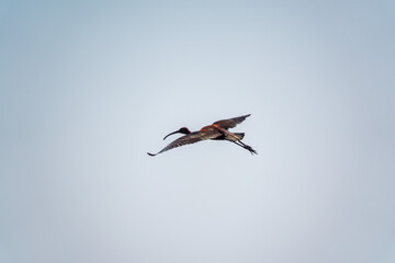 A graceful water bird glossy ibis, latin name Plegadis falcinellus, flying in blue sky