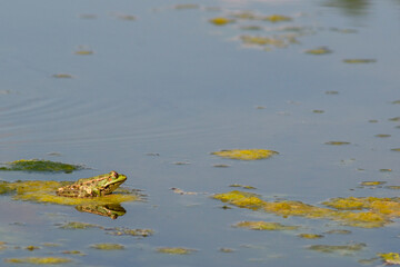 A green frog sits on a leaf of a water lily in a garden pond. The leaves of the water lily are covered with raindrops. Natural habitat and nature concept for design