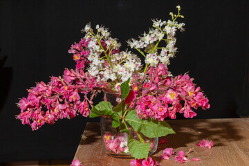 Flowers of horse chestnut, common and red, on a table in a glass vase on a black background Aesculus hippocastanum L ;