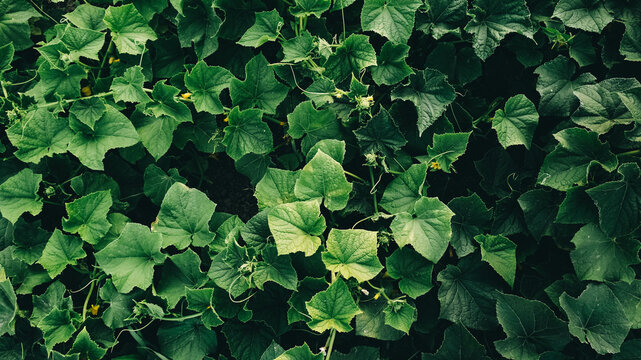 Leaves of cucumber plant growing in garden, seedlings in farmer's garden