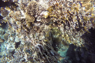 Naklejka na ściany i meble Coral colorful reef in the sea off the coast in azure water.