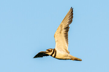 A killdeer, Charadrius vociferus, is lit by the setting sun as it flies above a wetland in Culver, Indiana