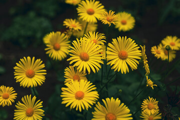 yellow flowers in the garden