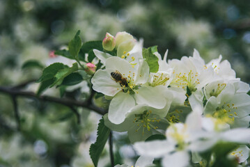 bee on apple blossom