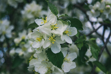 apple tree blossom