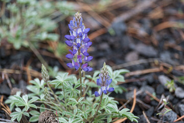 Oregon Lupine (Lupinus oreganus) Blooming Wildflower, La Pine, Oregon